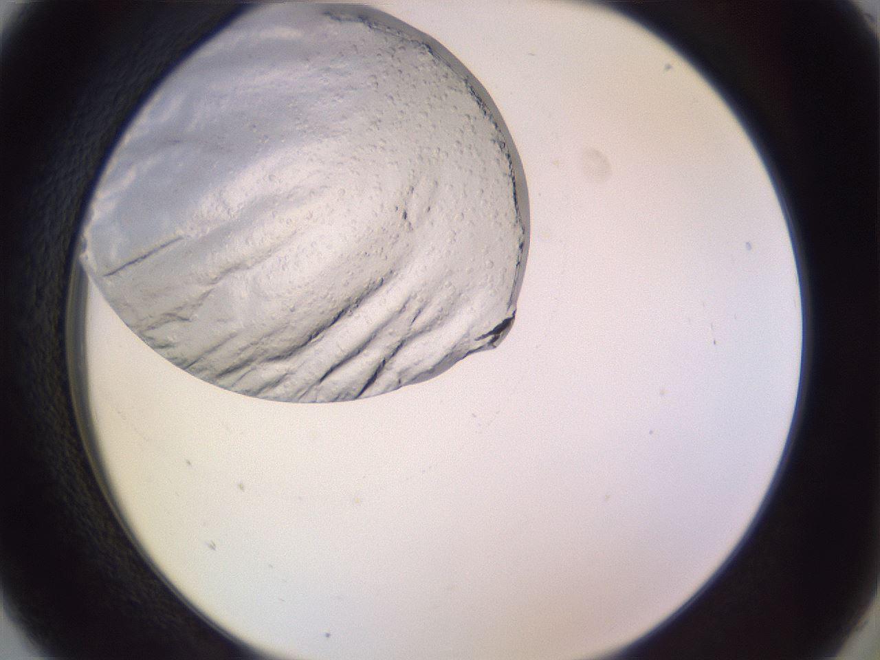 folderID685_plateID2685_batchID13898_wellNum5_profileID1_d2_r218352_ef.jpg