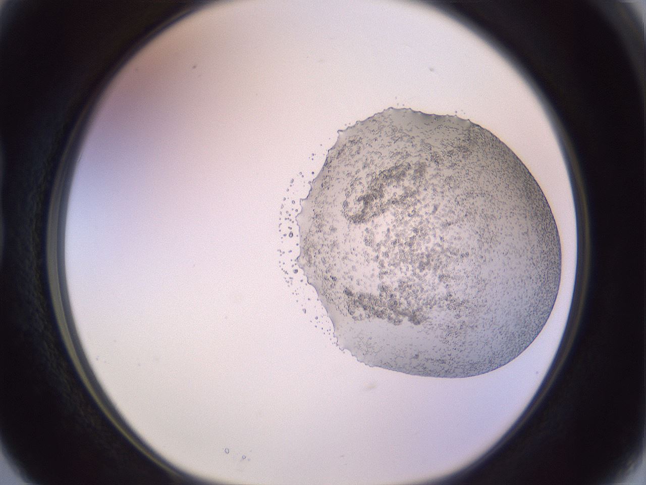 folderID685_plateID2685_batchID13984_wellNum15_profileID1_d1_r218371_ef.jpg