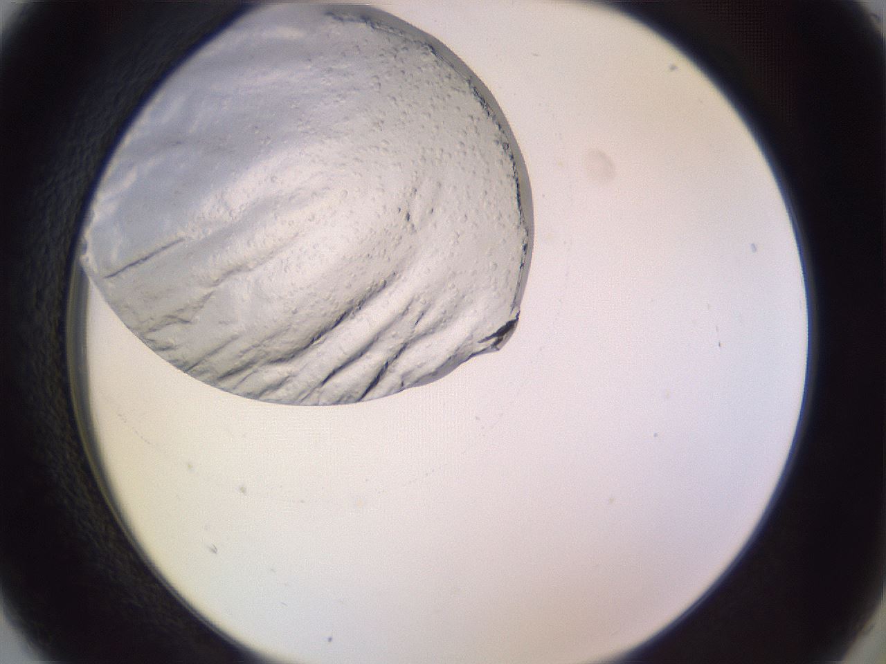folderID685_plateID2685_batchID13984_wellNum5_profileID1_d2_r218352_ef.jpg