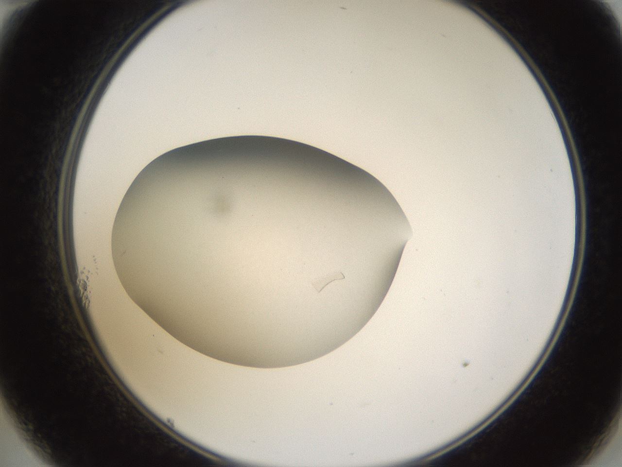 folderID68_plateID1068_batchID2591_wellNum11_profileID1_d2_r54154_ef.jpg