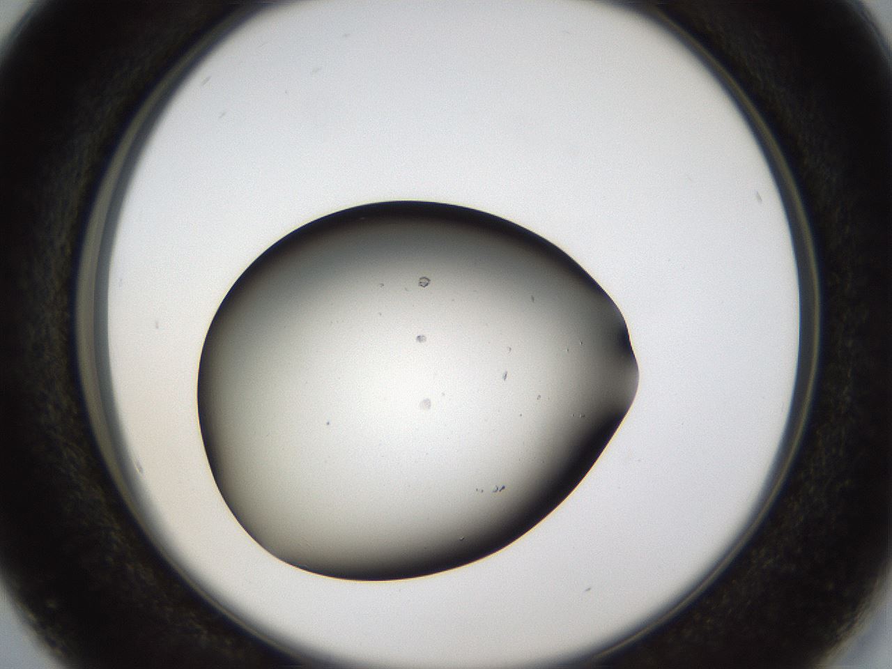 folderID68_plateID1068_batchID2591_wellNum16_profileID1_d2_r54164_ef.jpg
