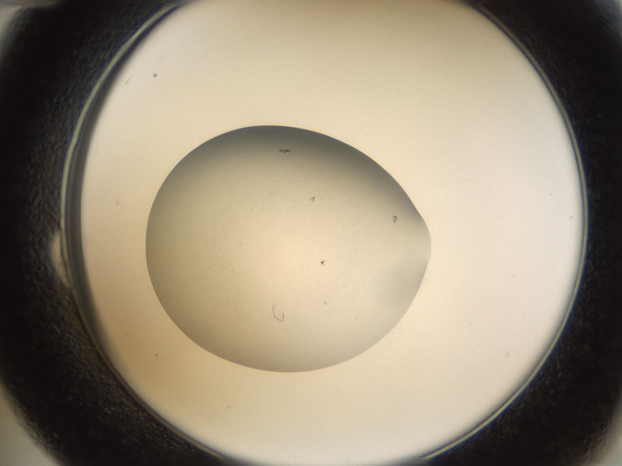folderID68_plateID1068_batchID2591_wellNum24_profileID1_d2_r54180_ef.jpg