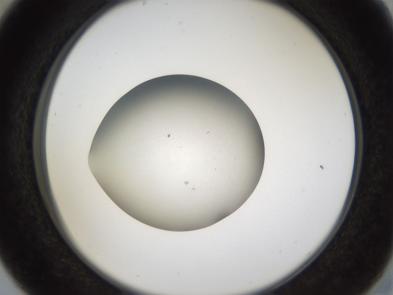 folderID68_plateID1068_batchID2591_wellNum29_profileID1_d2_r54190_ef.jpg
