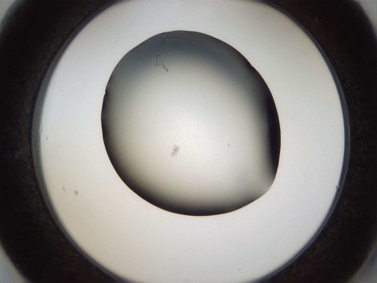 folderID68_plateID1068_batchID2591_wellNum61_profileID1_d2_r54254_ef.jpg