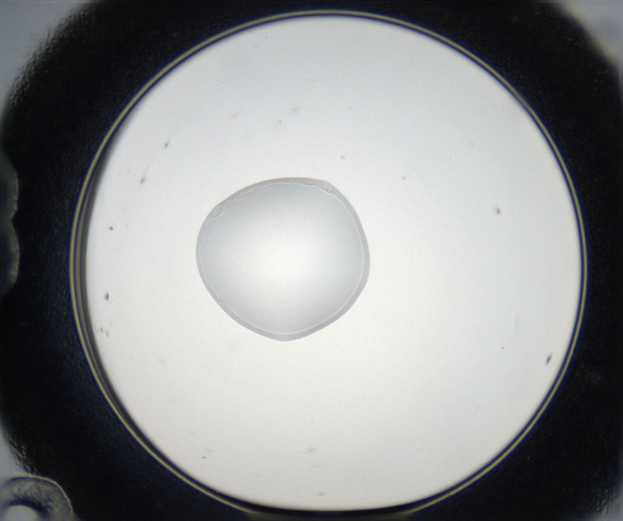 folderID68_plateID2068_batchID9498_wellNum24_profileID1_d1_r141980_ef.jpg