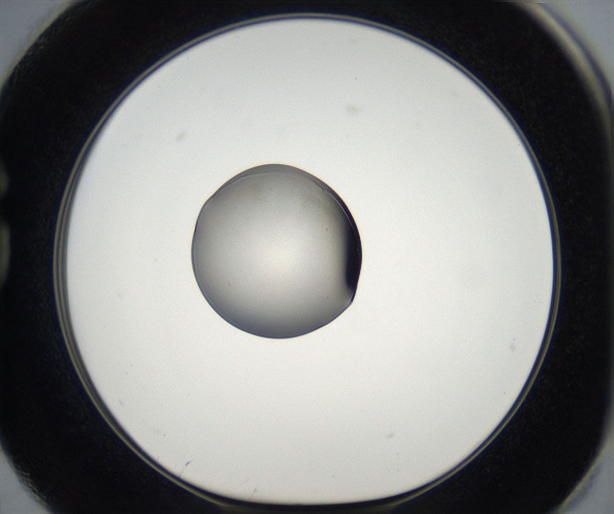 folderID68_plateID2068_batchID9498_wellNum74_profileID1_d1_r142080_ef.jpg