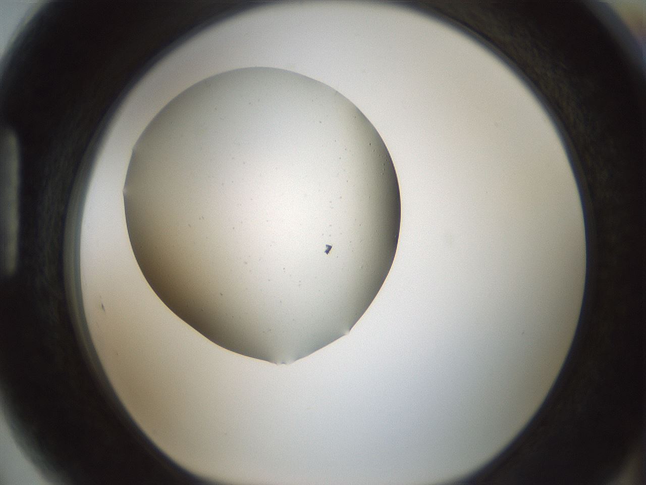 folderID695_plateID2695_batchID14117_wellNum89_profileID1_d1_r220739_ef.jpg