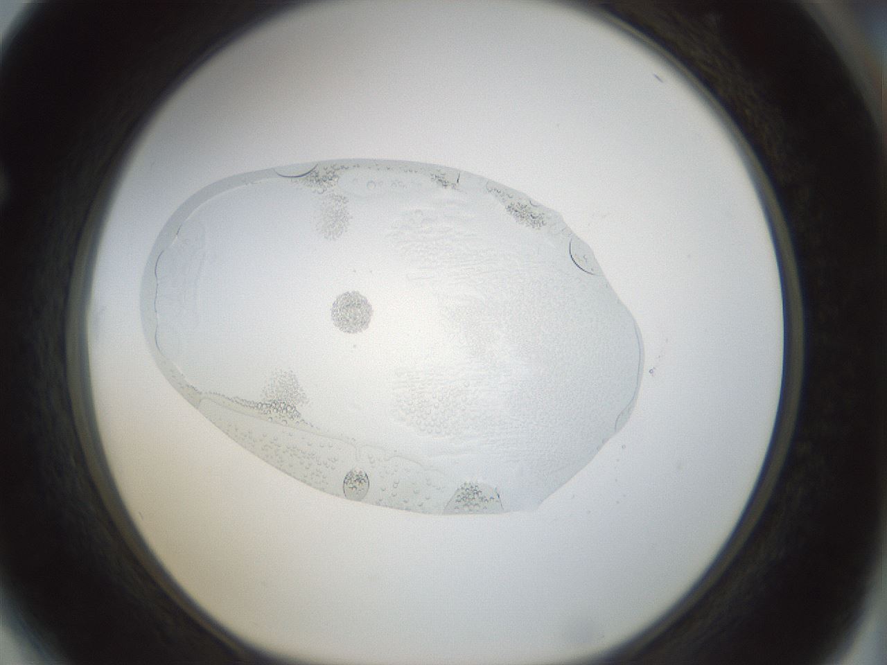 folderID69_plateID1069_batchID2493_wellNum64_profileID1_d1_r49267_ef.jpg