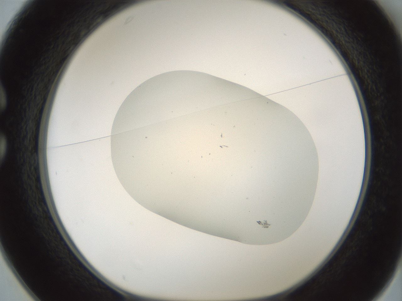 folderID703_plateID2703_batchID14112_wellNum25_profileID1_d1_r220195_ef.jpg