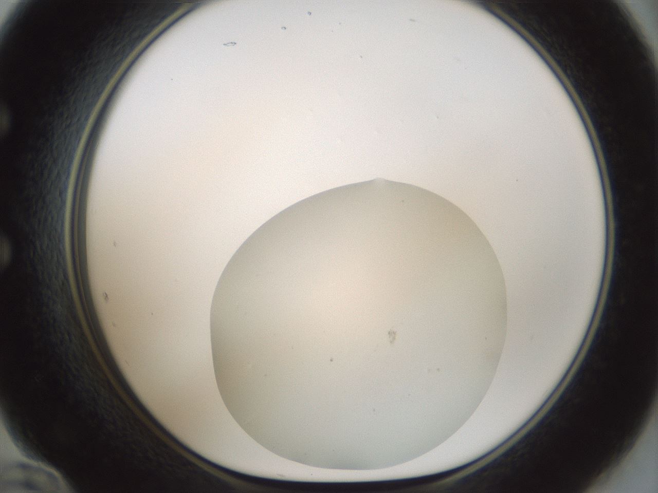 folderID703_plateID2703_batchID14112_wellNum60_profileID1_d1_r220230_ef.jpg