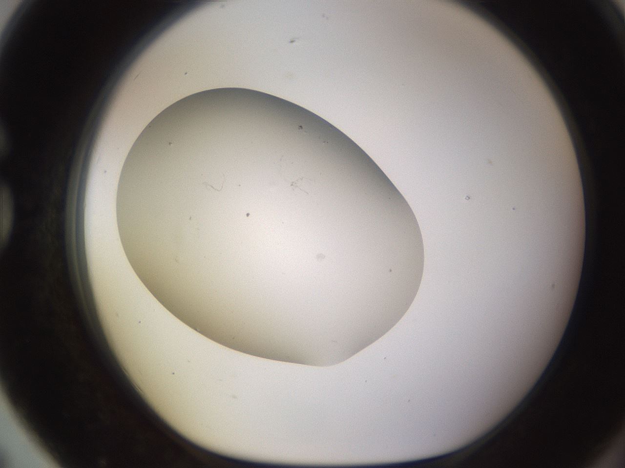 folderID704_plateID2704_batchID14111_wellNum79_profileID1_d1_r220153_ef.jpg