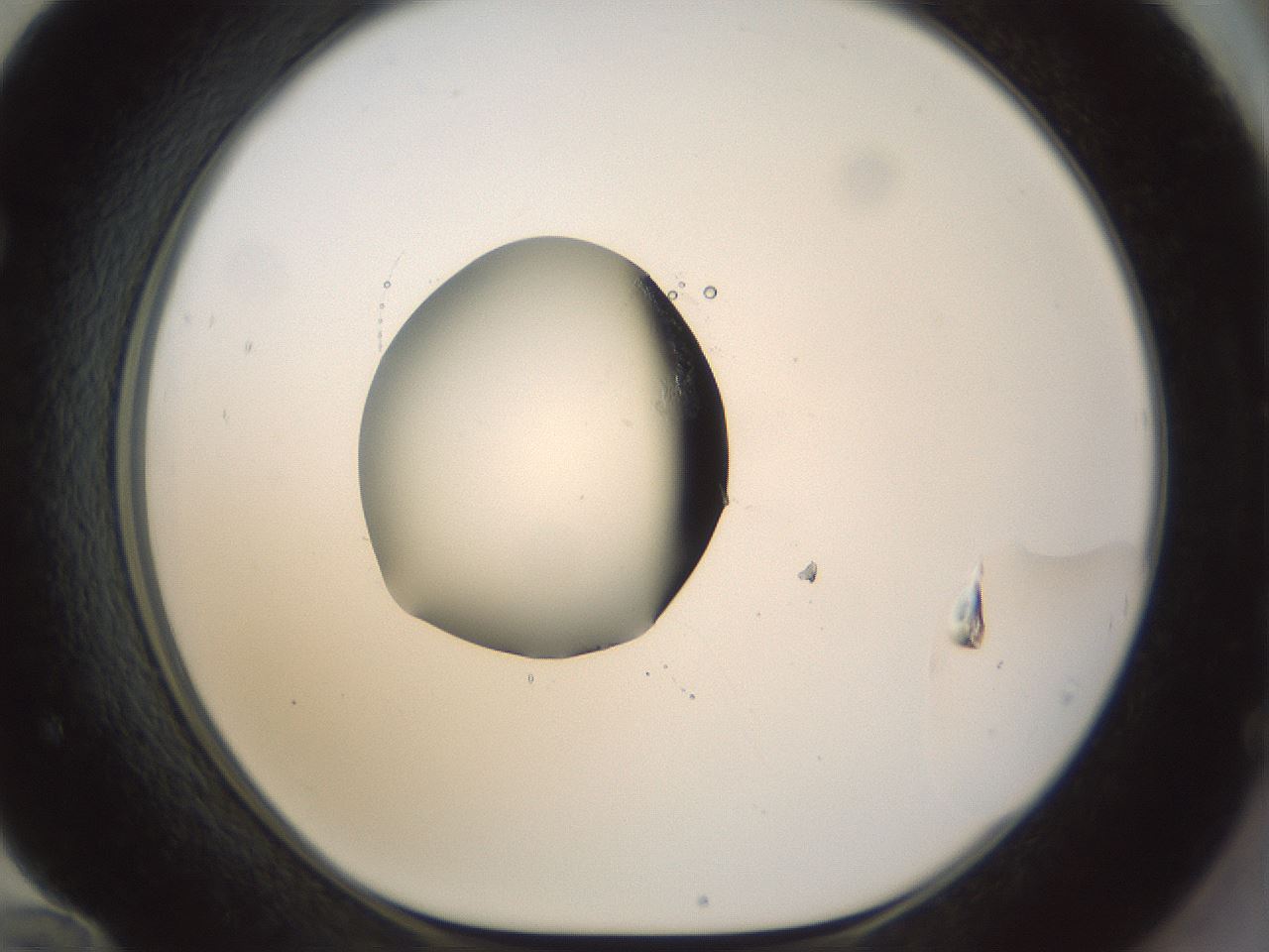 folderID70_plateID1070_batchID2496_wellNum72_profileID1_d1_r49859_ef.jpg