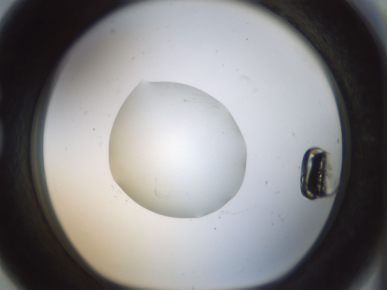 folderID70_plateID1070_batchID2496_wellNum80_profileID1_d1_r49875_ef.jpg