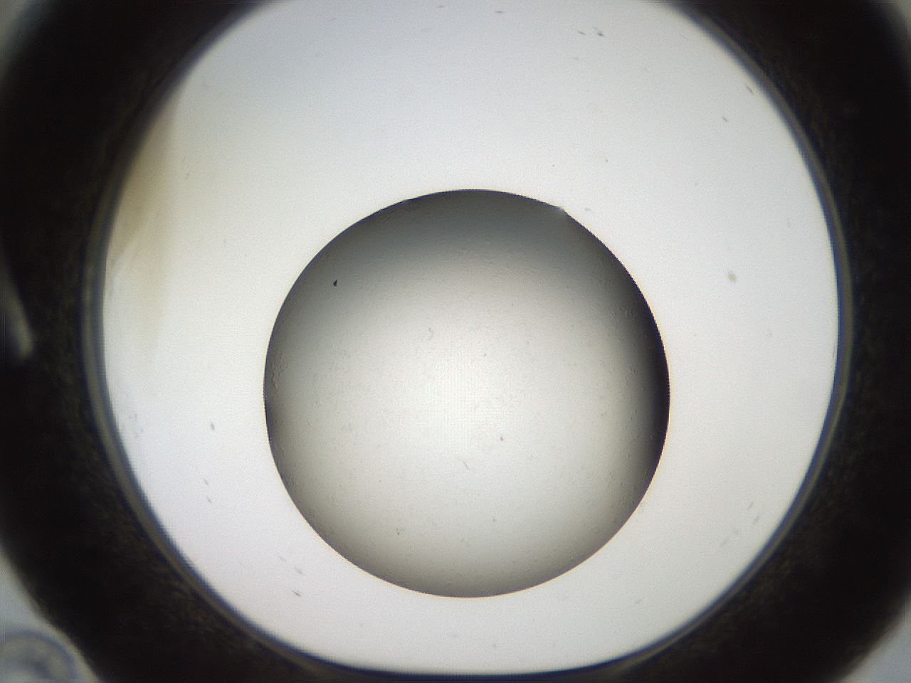 folderID736_plateID1736_batchID7288_wellNum10_profileID1_d1_r115692_ef.jpg