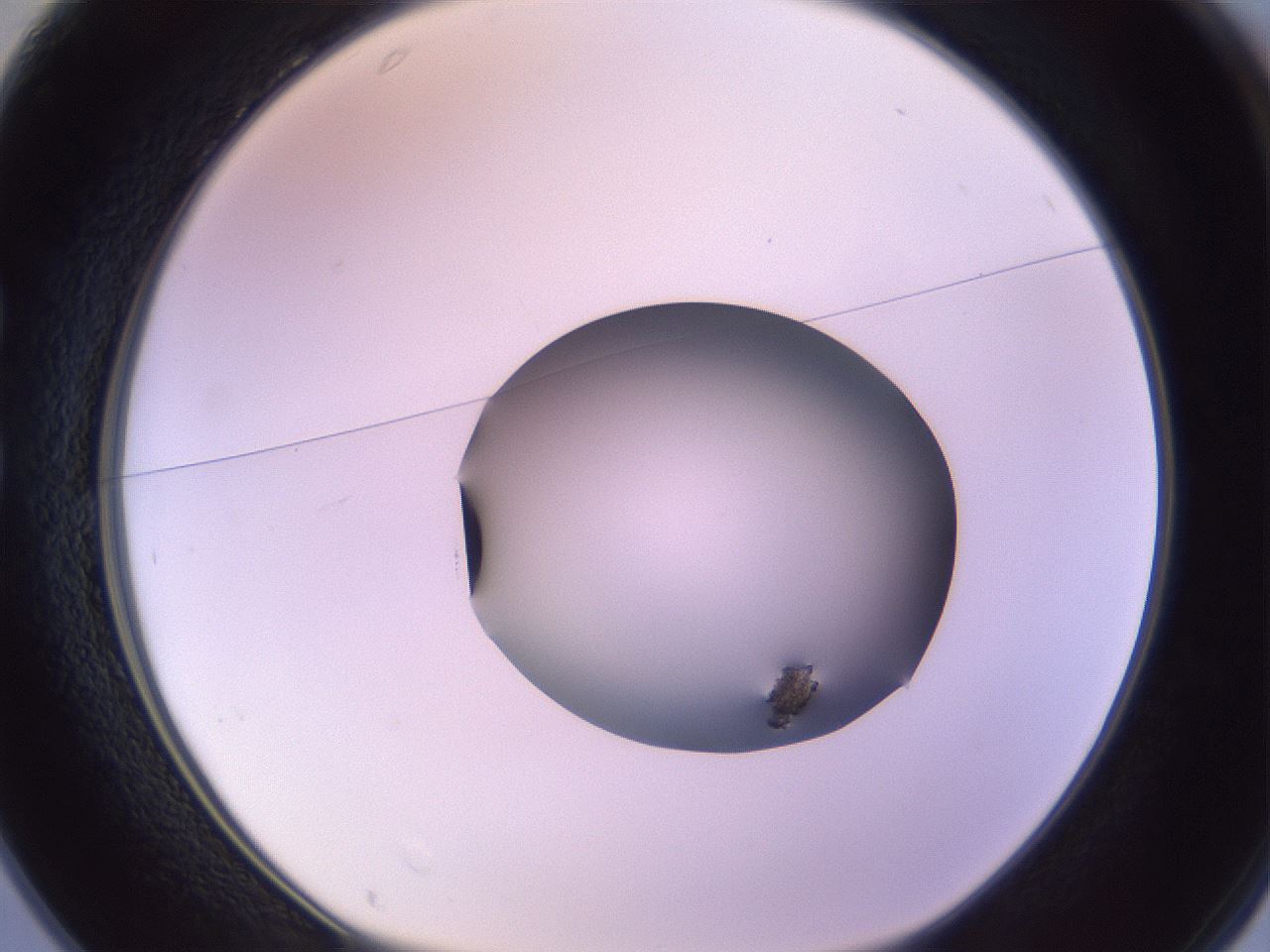 folderID745_plateID2745_batchID14286_wellNum25_profileID1_d1_r225379_ef.jpg
