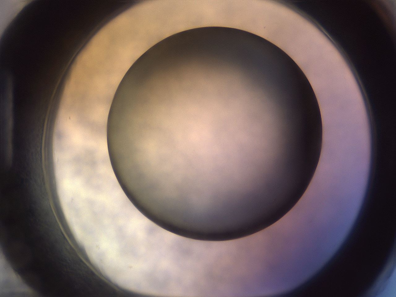 folderID745_plateID2745_batchID14286_wellNum96_profileID1_d1_r225450_ef.jpg
