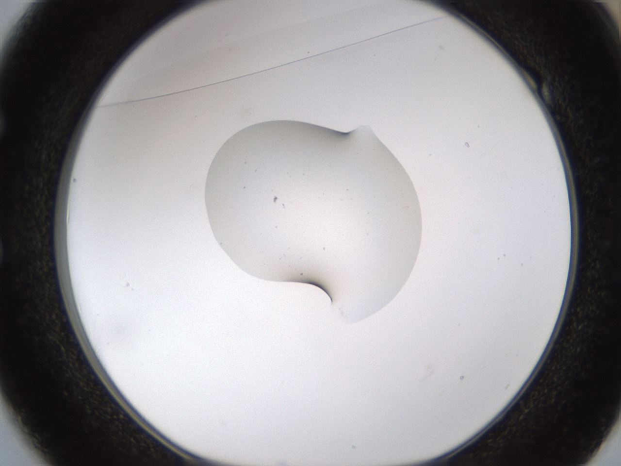 folderID747_plateID1747_batchID7303_wellNum49_profileID1_d1_r116213_ef.jpg
