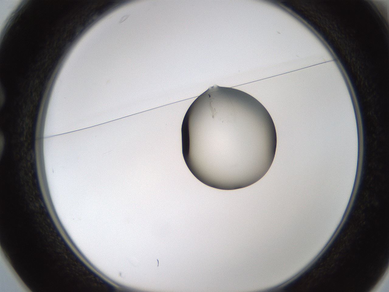 folderID749_plateID1749_batchID7304_wellNum25_profileID1_d1_r116284_ef.jpg