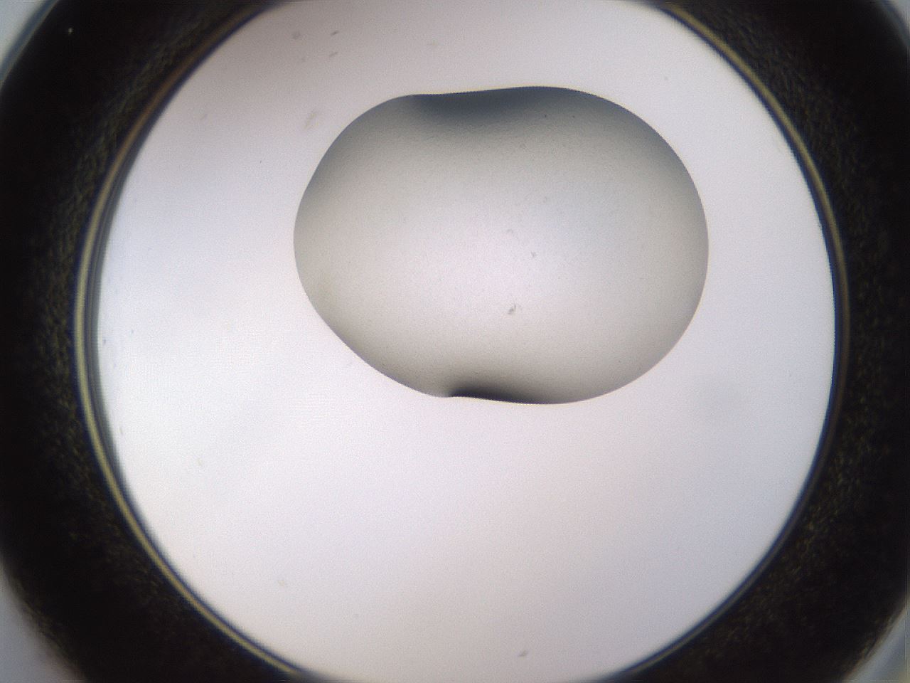 folderID755_plateID2755_batchID14414_wellNum25_profileID1_d2_r227132_ef.jpg