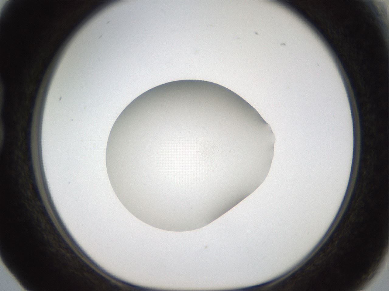 folderID767_plateID1767_batchID7553_wellNum17_profileID1_d1_r117856_ef.jpg