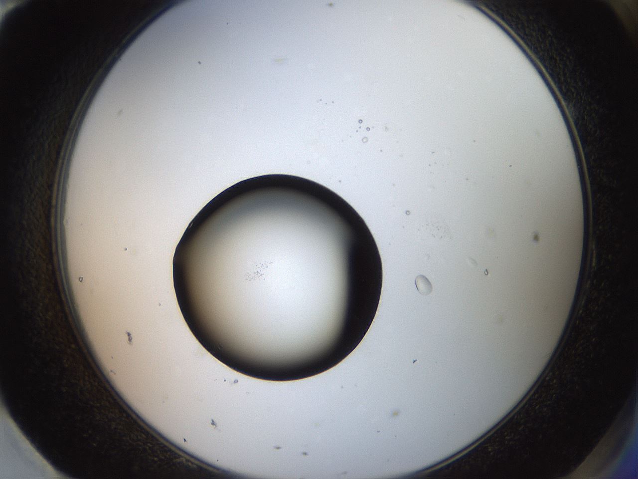 folderID770_plateID1770_batchID7556_wellNum95_profileID1_d2_r118589_ef.jpg