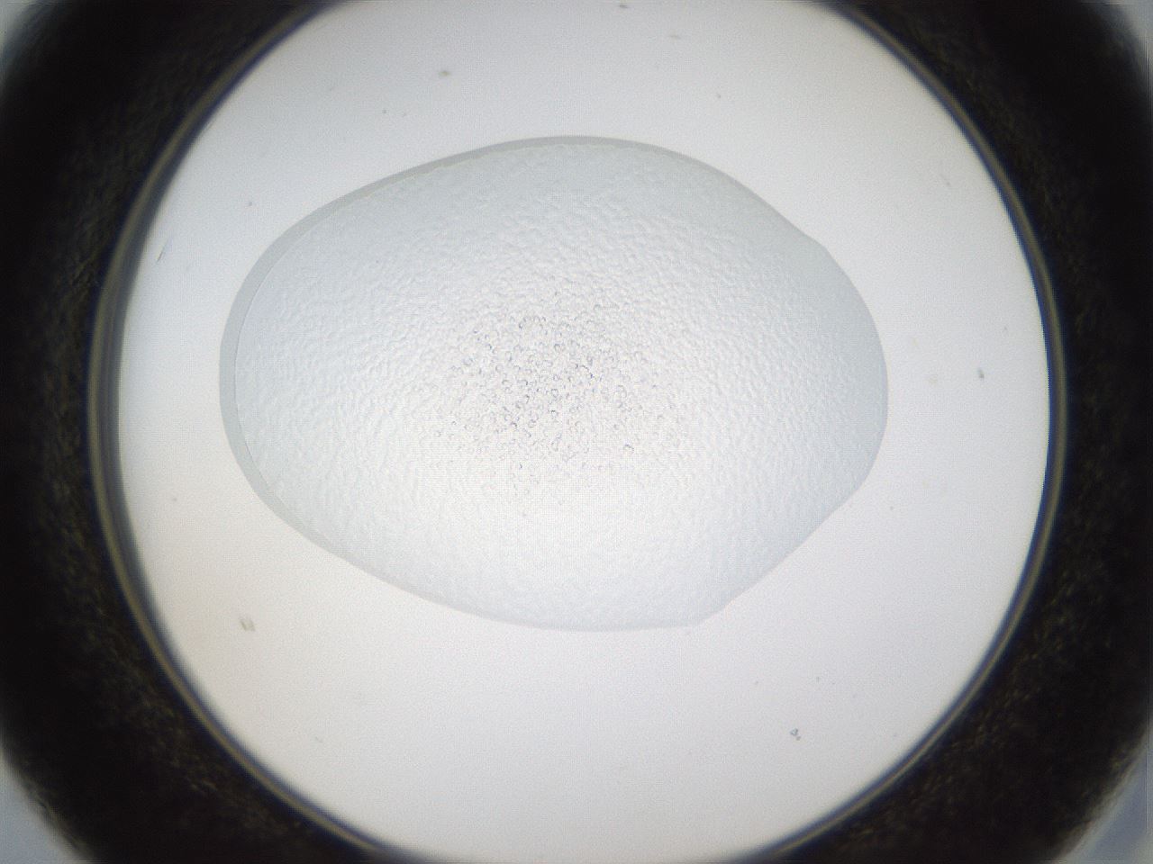 folderID77_plateID1077_batchID2495_wellNum15_profileID1_d2_r49554_ef.jpg