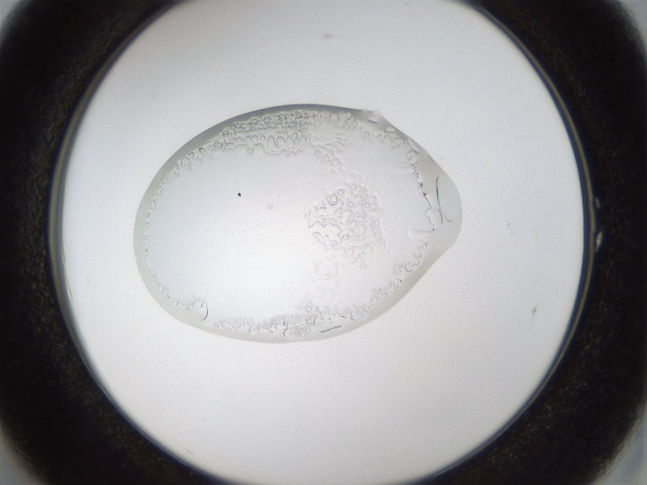 folderID77_plateID1077_batchID2495_wellNum1_profileID1_d2_r49526_ef.jpg