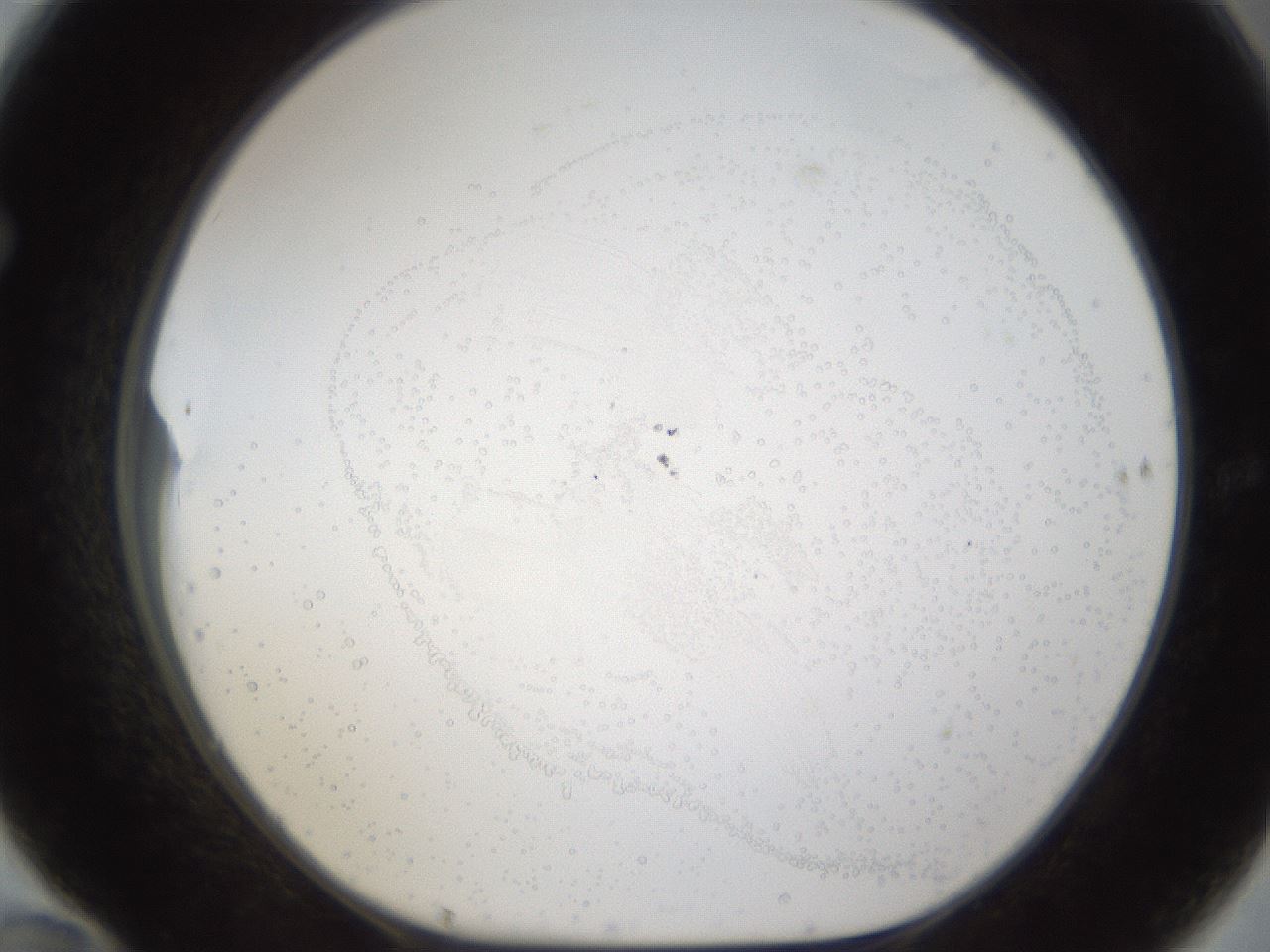 folderID77_plateID1077_batchID2495_wellNum70_profileID1_d1_r49663_ef.jpg