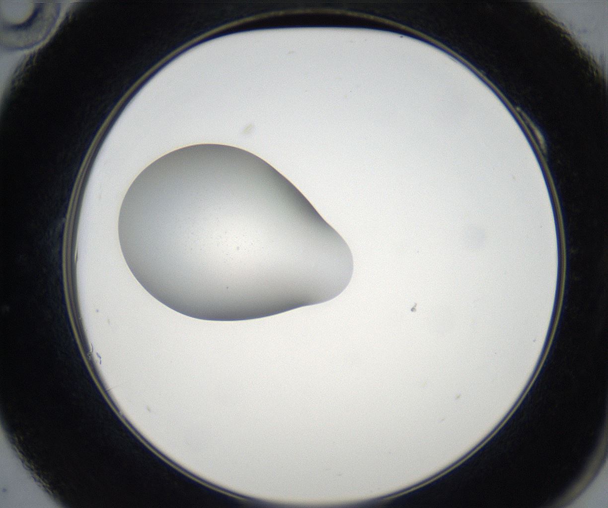 folderID77_plateID2077_batchID9510_wellNum10_profileID1_d2_r143873_ef.jpg