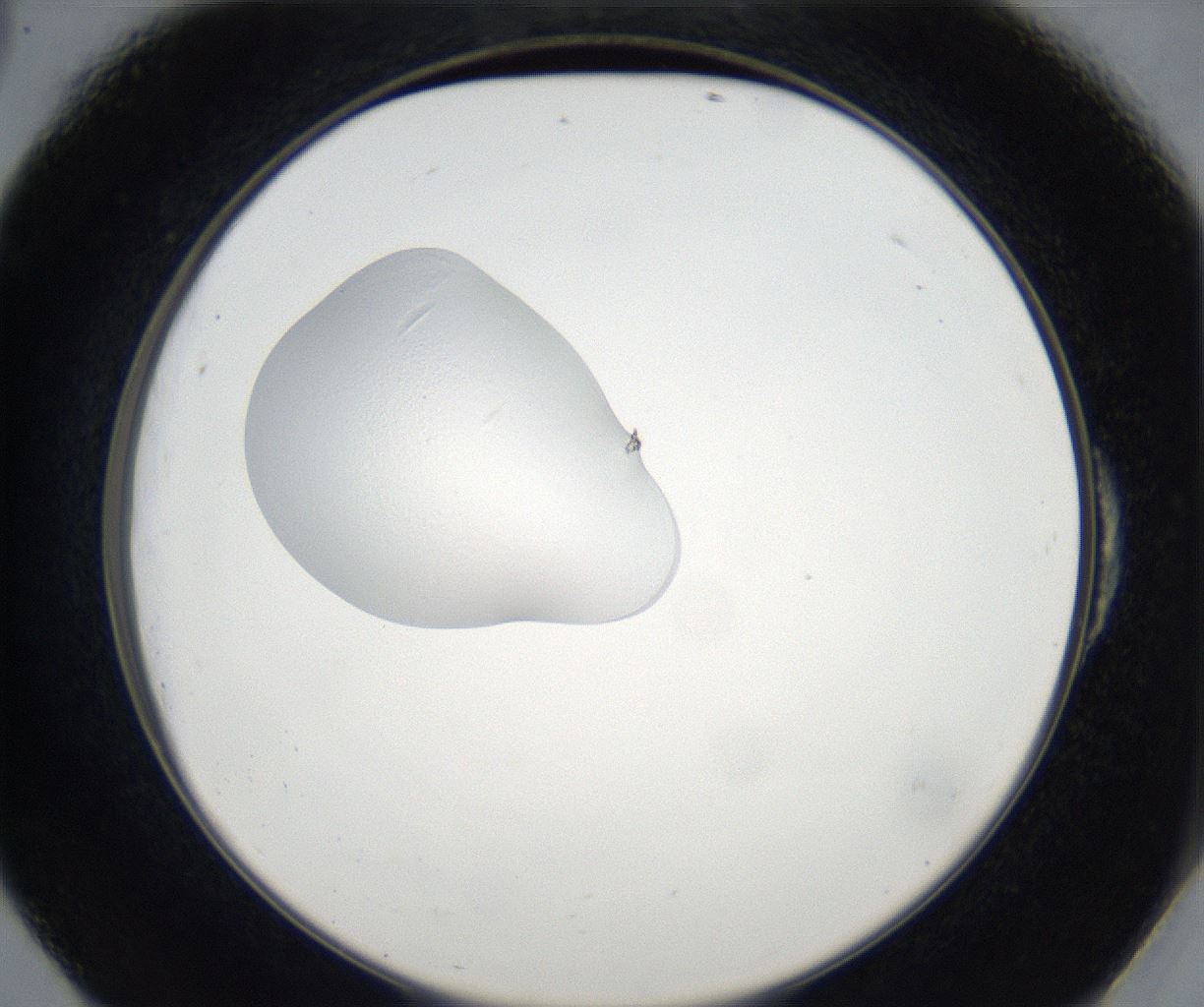 folderID77_plateID2077_batchID9510_wellNum54_profileID1_d2_r143913_ef.jpg
