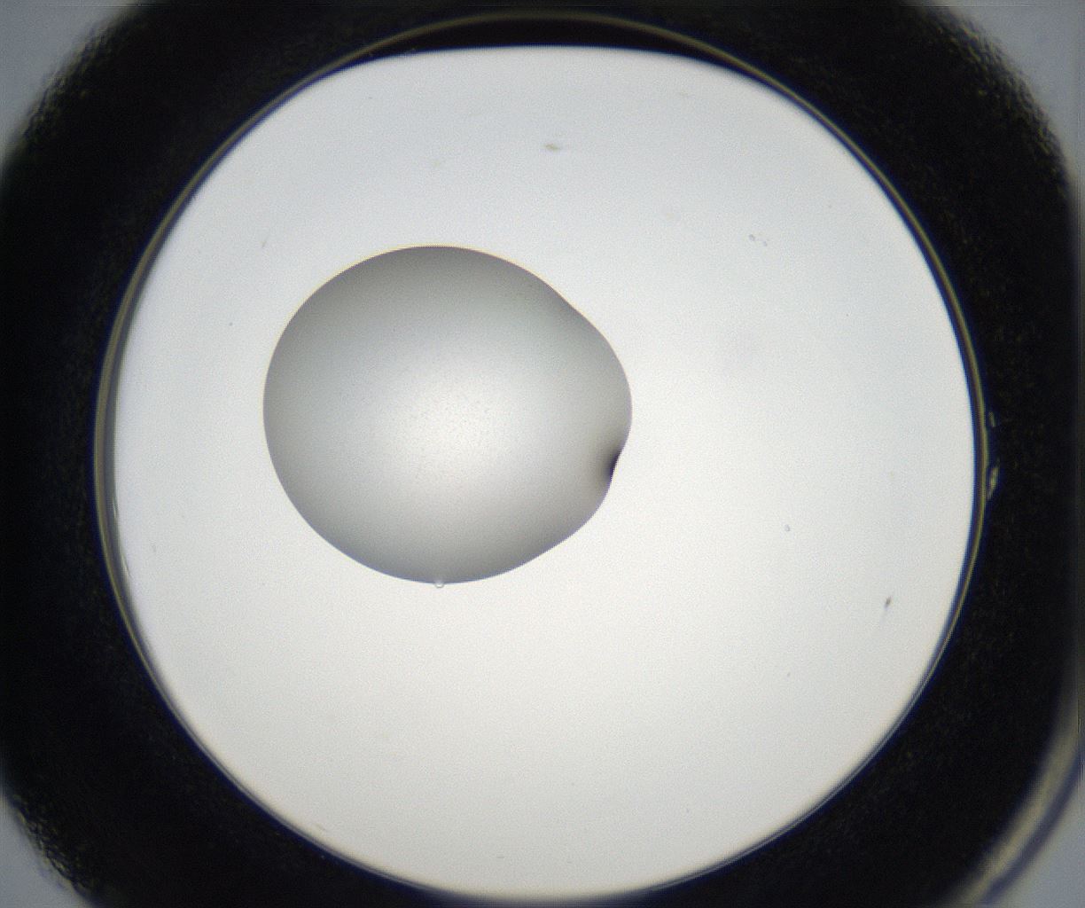 folderID77_plateID2077_batchID9510_wellNum1_profileID1_d2_r143855_ef.jpg