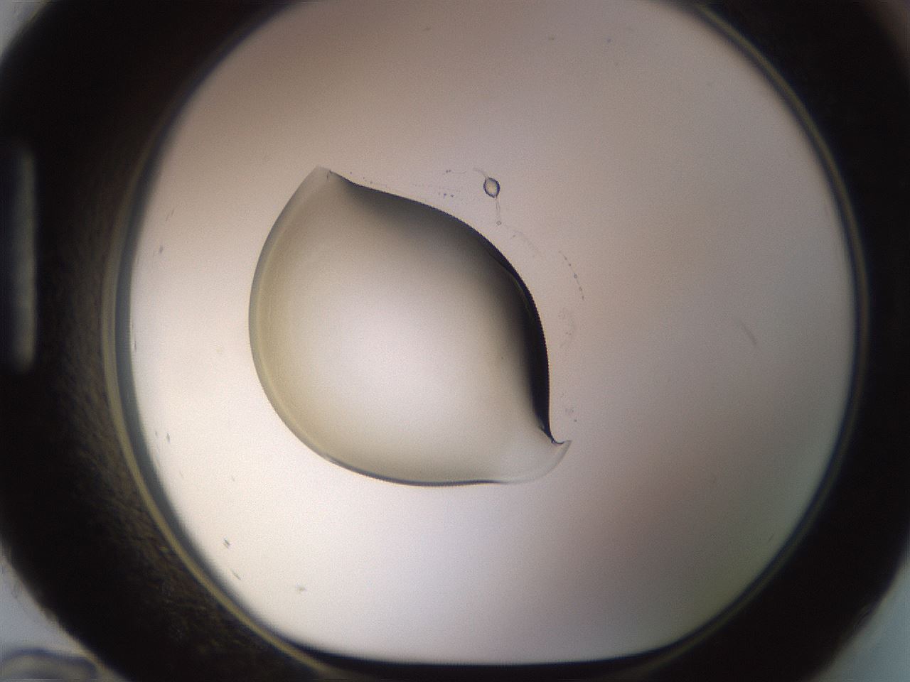 folderID789_plateID2789_batchID14917_wellNum96_profileID1_d1_r229318_ef.jpg