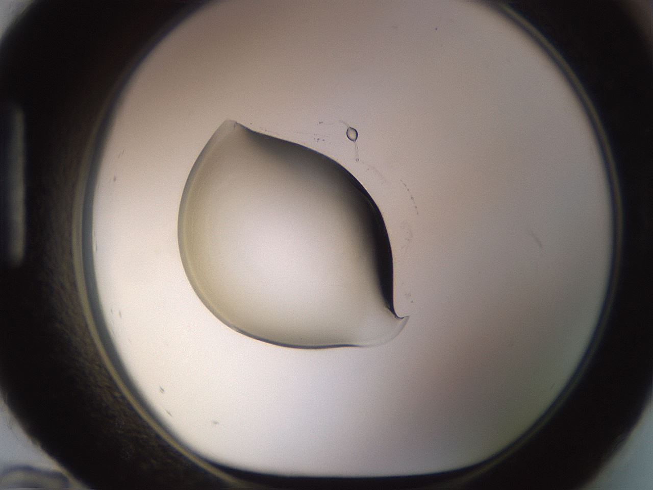 folderID789_plateID2789_batchID14941_wellNum96_profileID1_d1_r229318_ef.jpg
