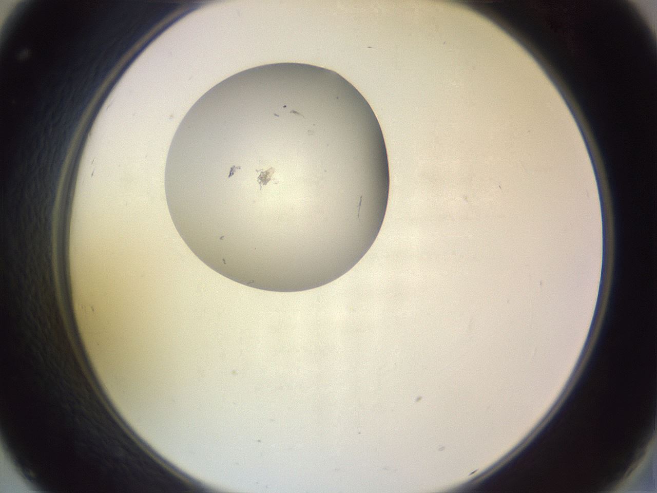 folderID793_plateID2793_batchID14939_wellNum32_profileID1_d2_r228807_ef.jpg