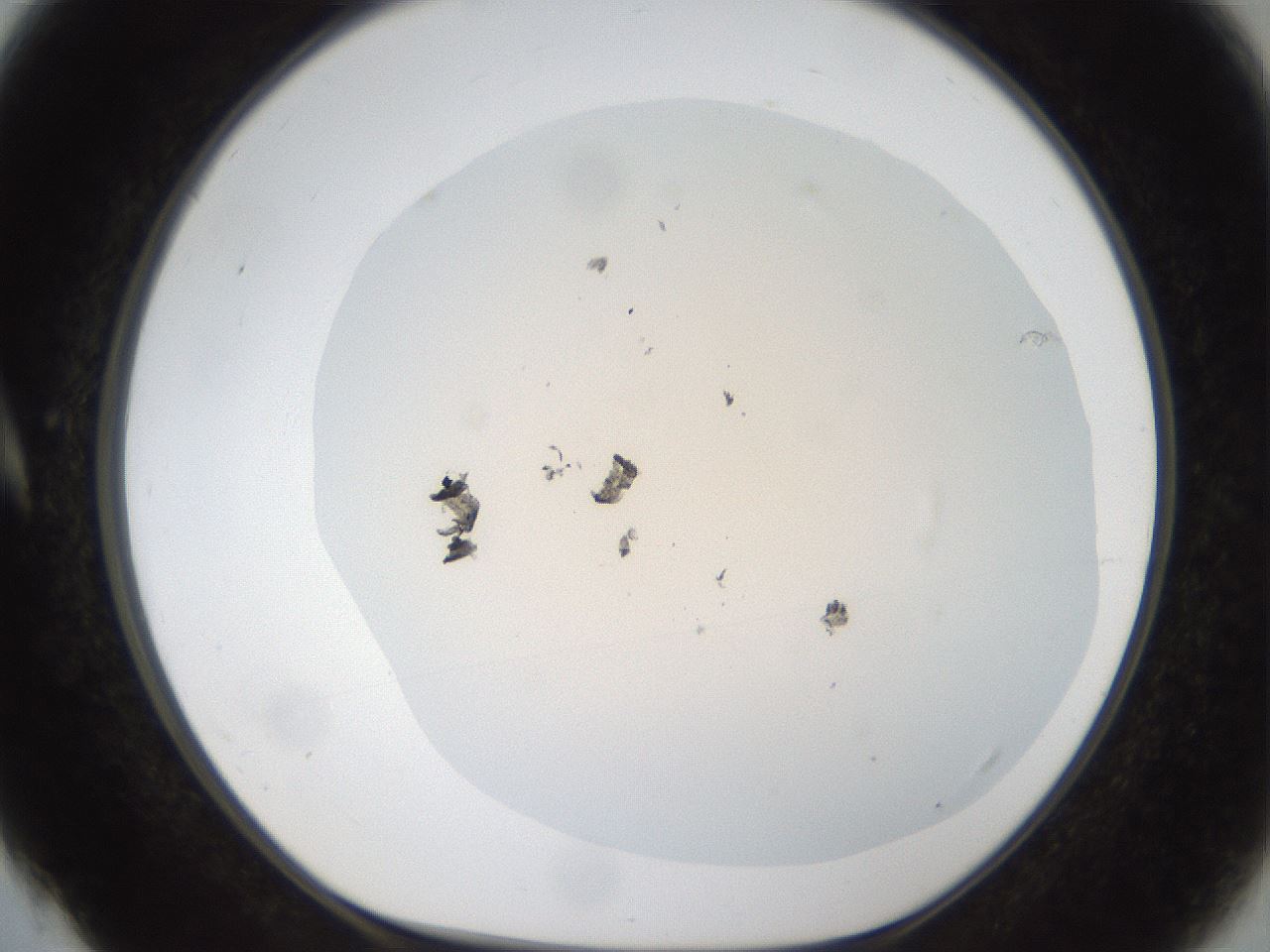 folderID79_plateID1079_batchID2501_wellNum4_profileID1_d1_r50683_ef.jpg