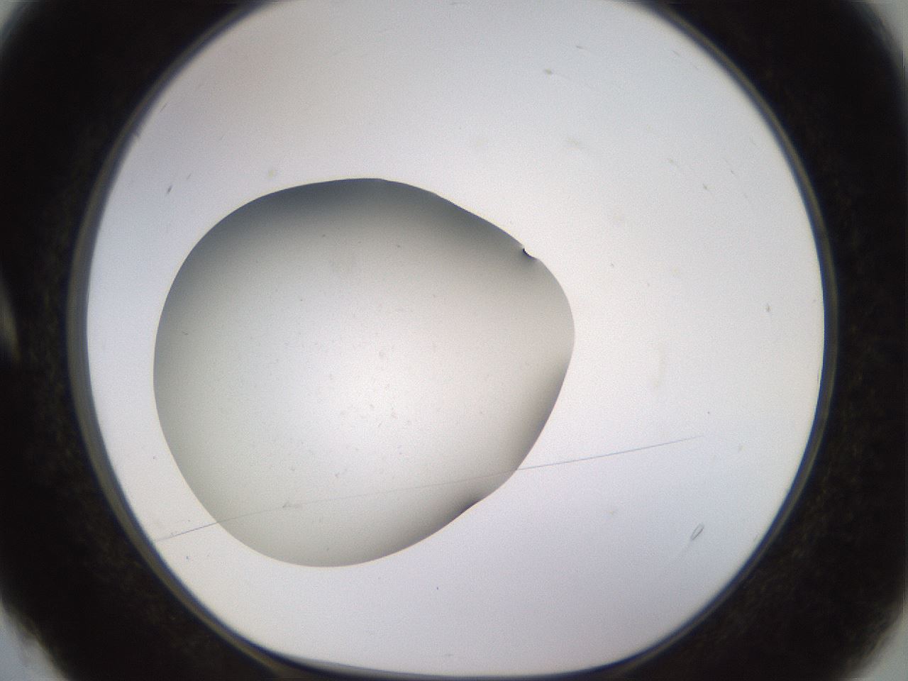 folderID816_plateID1816_batchID7659_wellNum4_profileID1_d1_r120900_ef.jpg