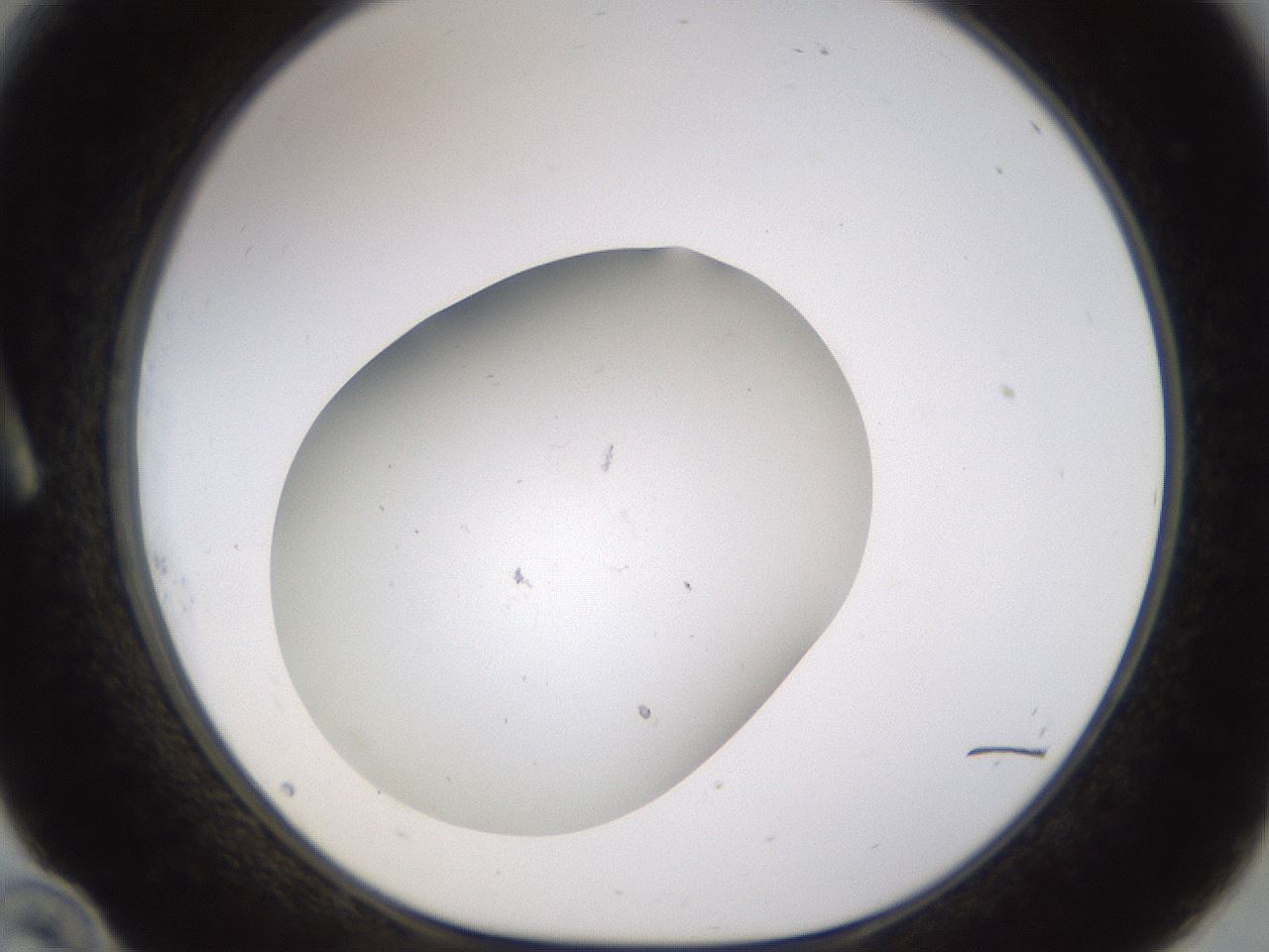 folderID817_plateID1817_batchID7656_wellNum10_profileID1_d1_r120522_ef.jpg