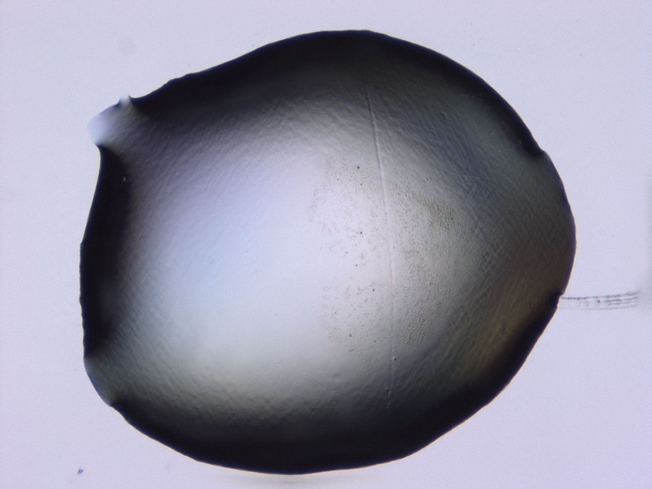 046i_C1_ImagerDefaults_1.jpg