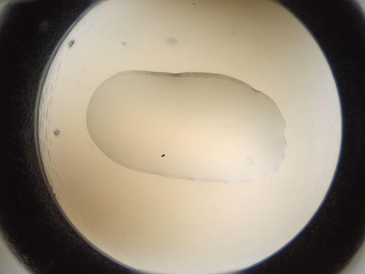 folderID81_plateID1081_batchID2506_wellNum12_profileID1_d2_r51852_ef.jpg