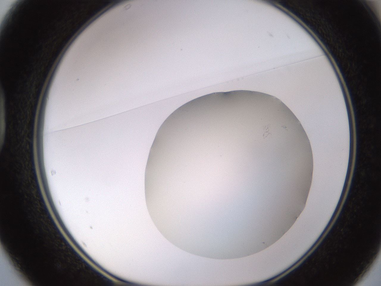folderID831_plateID2831_batchID15067_wellNum37_profileID1_d1_r232269_ef.jpg