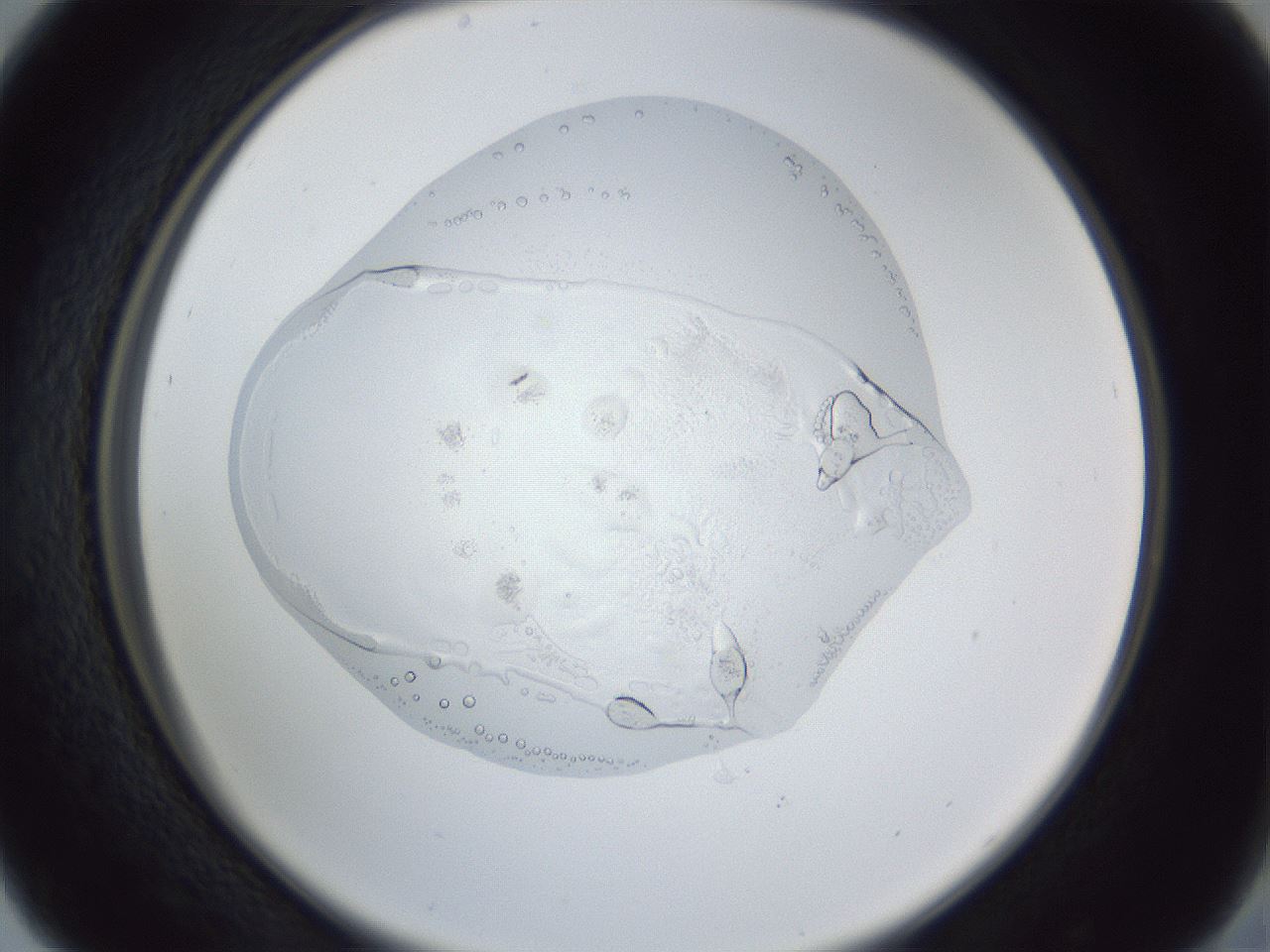 folderID83_plateID1083_batchID2491_wellNum29_profileID1_d2_r49390_ef.jpg