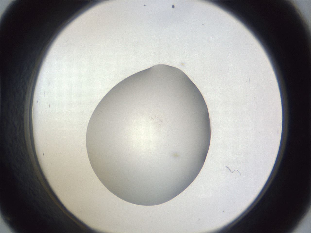 folderID843_plateID1843_batchID7909_wellNum45_profileID1_d1_r125942_ef.jpg