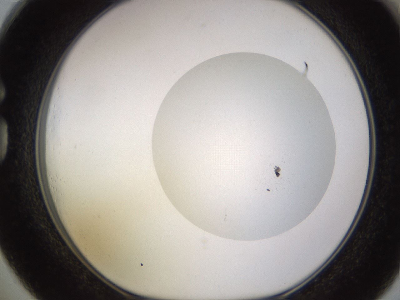 folderID843_plateID2843_batchID15312_wellNum73_profileID1_d1_r232800_ef.jpg