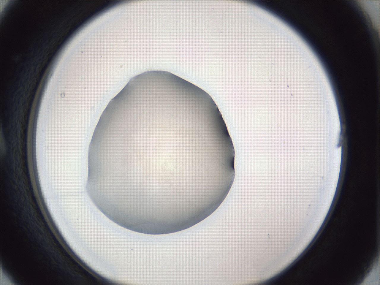 folderID847_plateID1847_batchID7911_wellNum5_profileID1_d1_r126246_ef.jpg