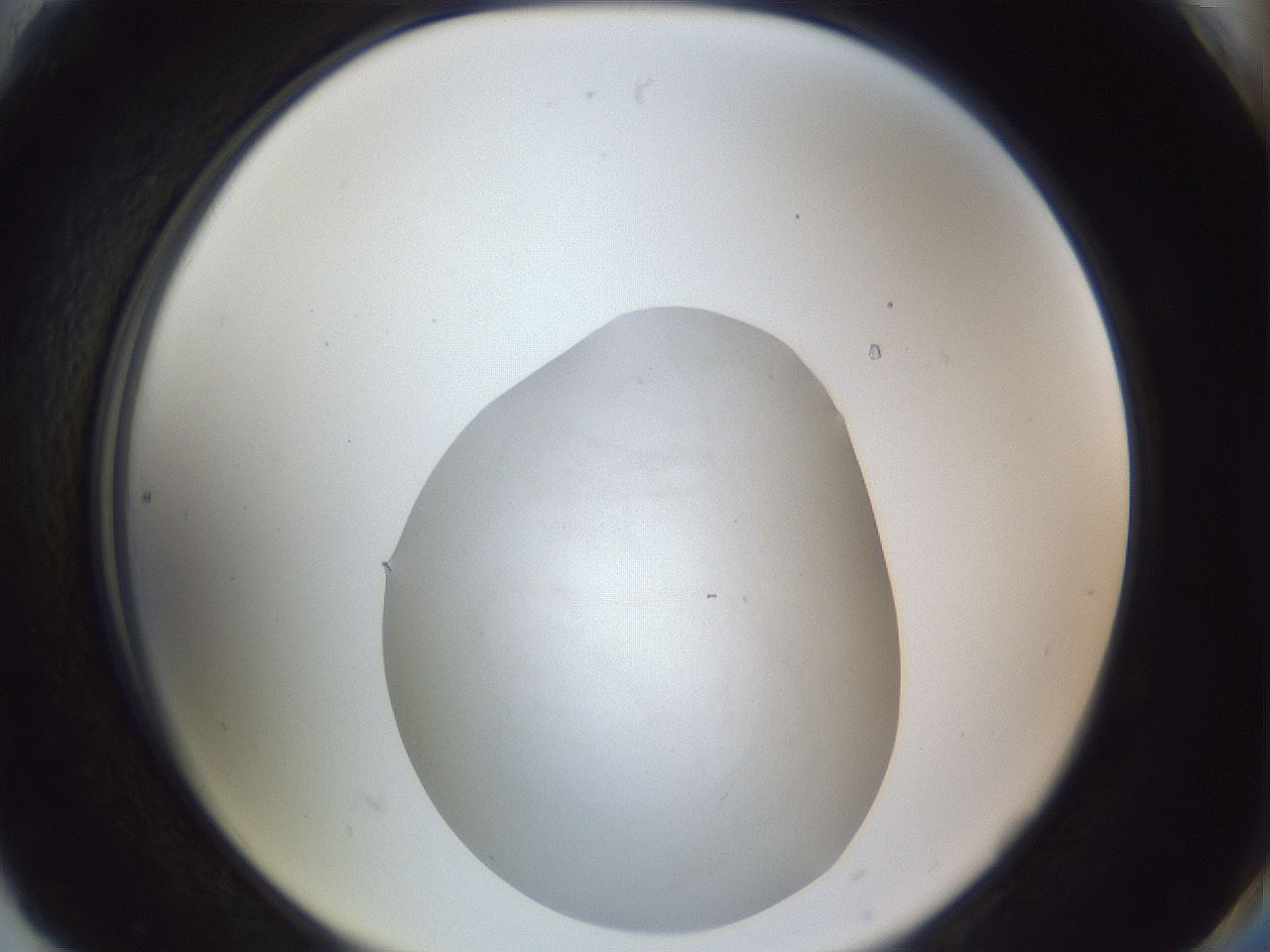 folderID848_plateID1848_batchID7905_wellNum90_profileID1_d2_r125649_ef.jpg
