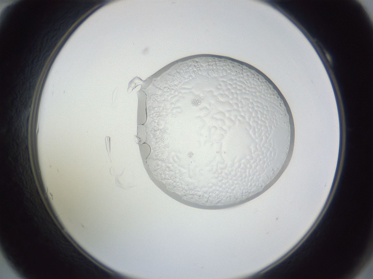 folderID84_plateID1084_batchID2494_wellNum10_profileID1_d2_r49928_ef.jpg