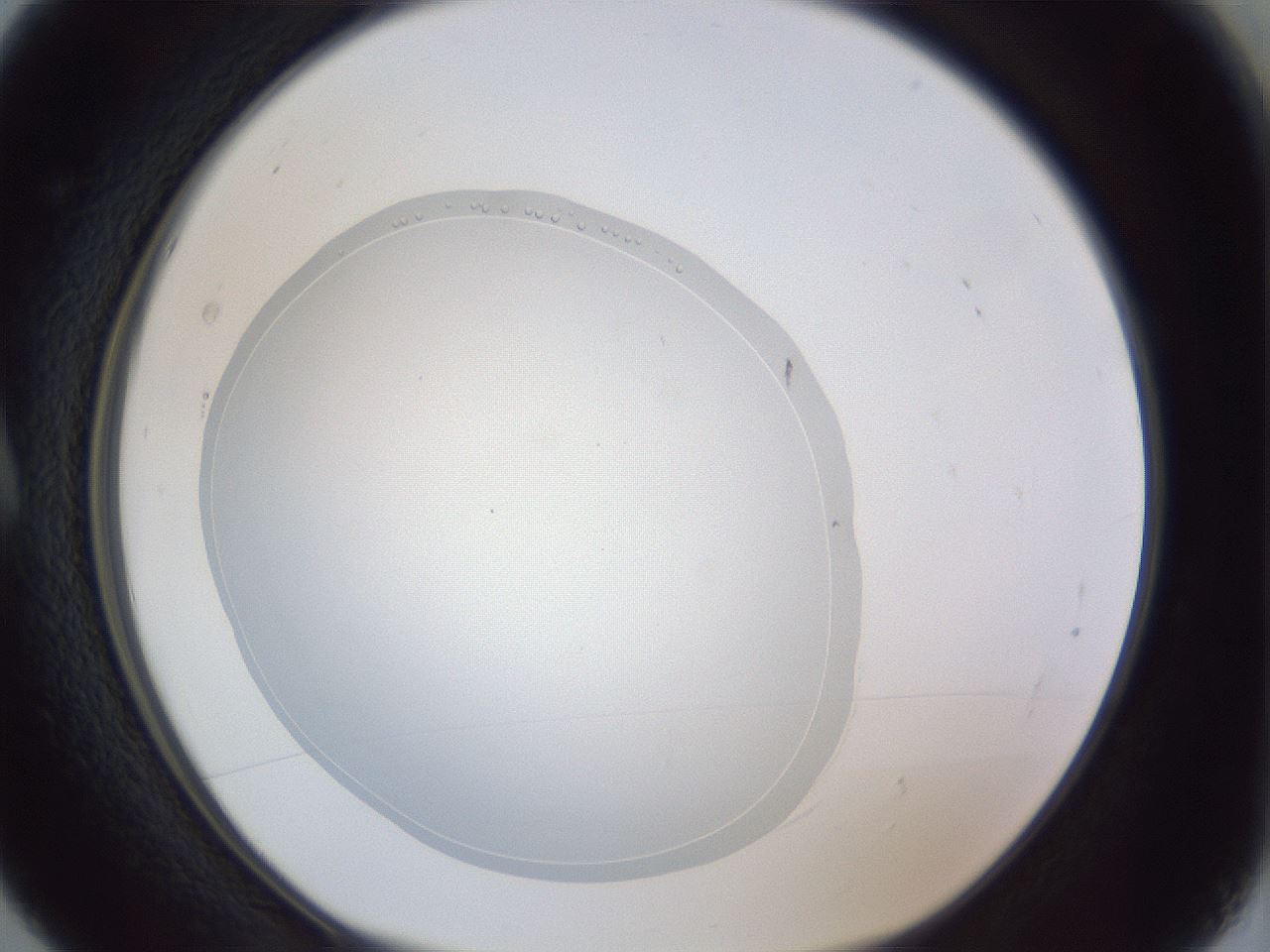 folderID84_plateID1084_batchID2494_wellNum5_profileID1_d1_r49917_ef.jpg