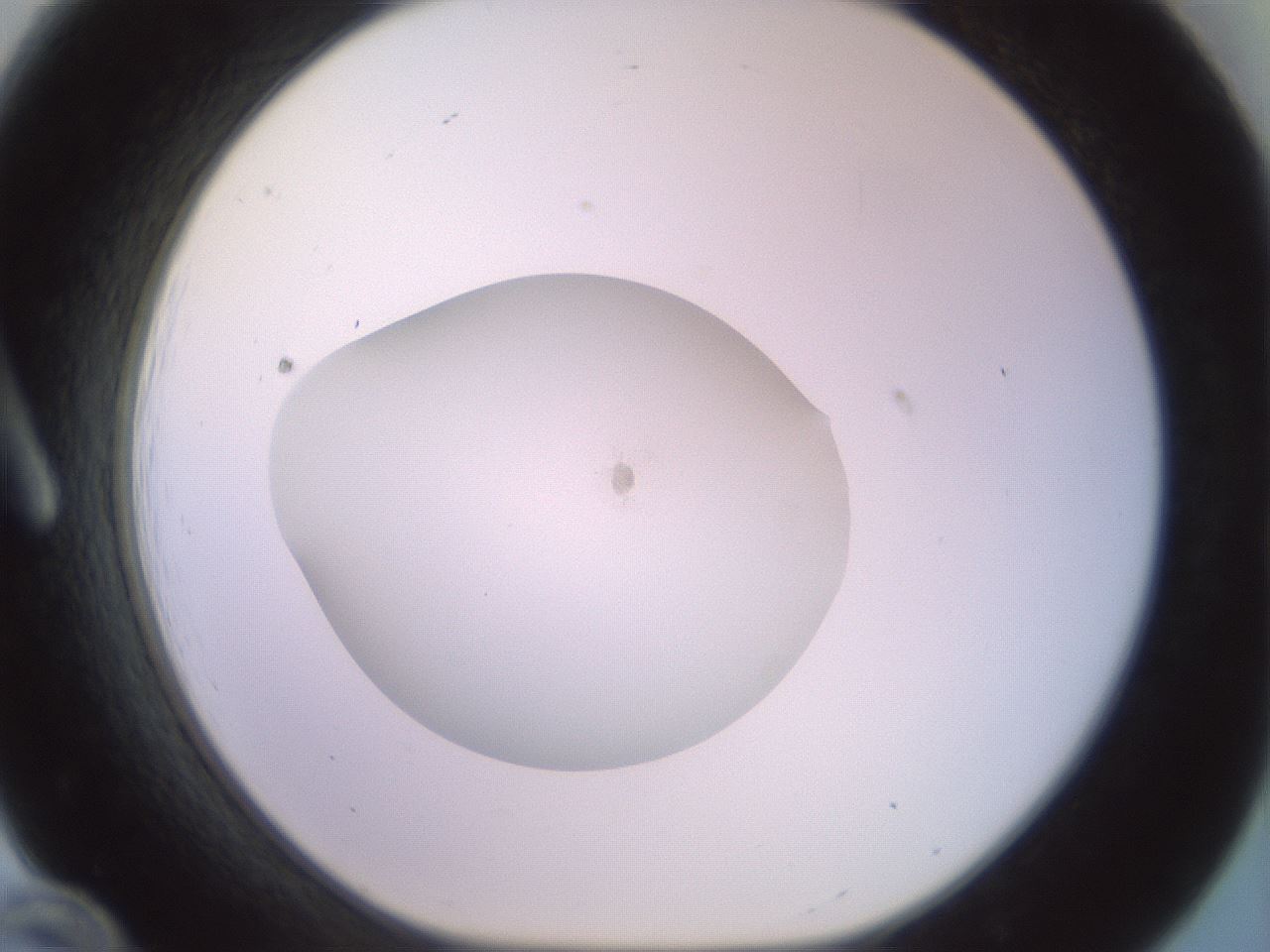 folderID850_plateID1850_batchID7884_wellNum12_profileID1_d1_r123380_ef.jpg