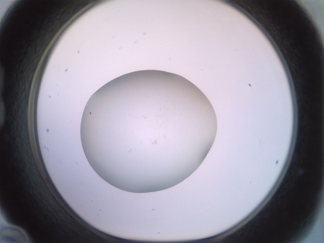 folderID850_plateID1850_batchID7884_wellNum24_profileID1_d1_r123404_ef.jpg