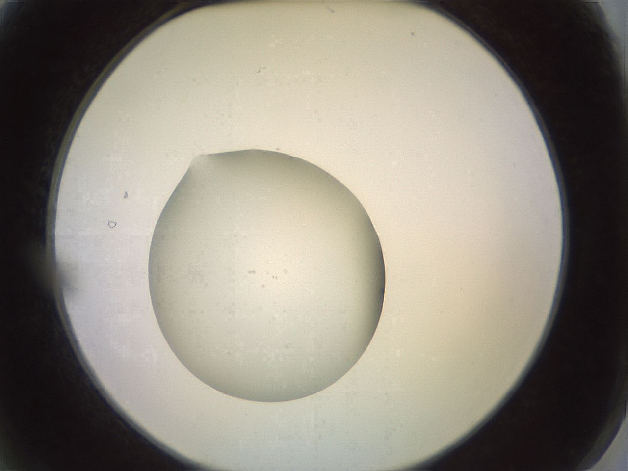 folderID850_plateID1850_batchID7884_wellNum2_profileID1_d2_r123361_ef.jpg
